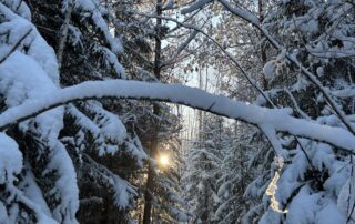 A beautiful snowy forest trail ideal for winter nature walks and peaceful hiking in Estonia’s untouched winter landscape — a perfect escape into quiet Nordic nature