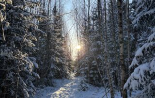 A serene winter forest trail covered in fresh snow, surrounded by tall trees and soft white light — a perfect path for a quiet nature walk